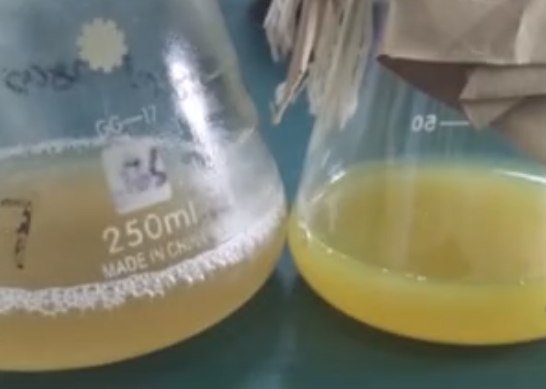 诱导前菌体(左)诱导后菌体(右) 诱导前菌体(左)诱导后菌体(右)