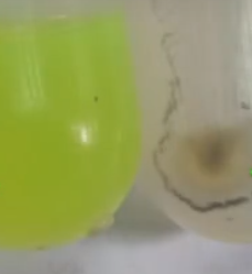 上清液(左)沉淀(右) 上清液(左)沉淀(右)